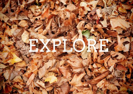 Téléchargez les photos : Explorer sur fond de feuilles séchées - en image libre de droit