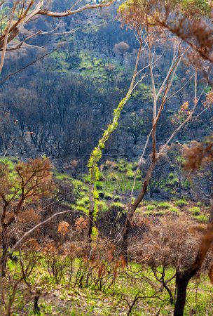 Photo for Trees burst forth in new leaves after bush fires - Royalty Free Image