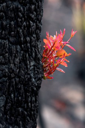 Téléchargez les photos : Des arbres jaillissent avec de nouvelles feuilles fraîches après le feu de brousse - en image libre de droit