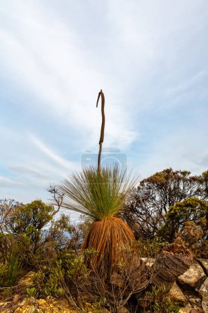 Photo for Grass tree flower spike - Royalty Free Image