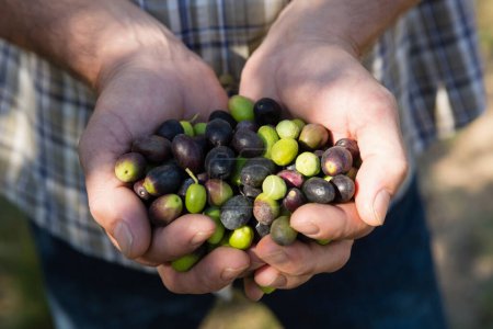 Téléchargez les photos : Fermier tenant une main pleine d'olives dans la ferme - en image libre de droit