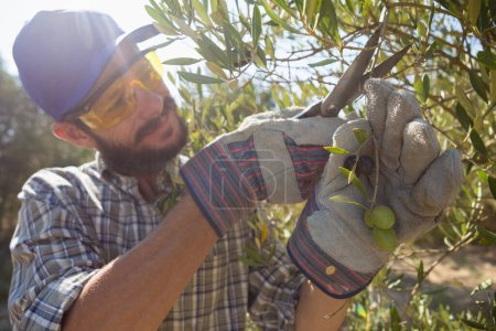 Téléchargez les photos : Farmer couper une olives avec des ciseaux - en image libre de droit