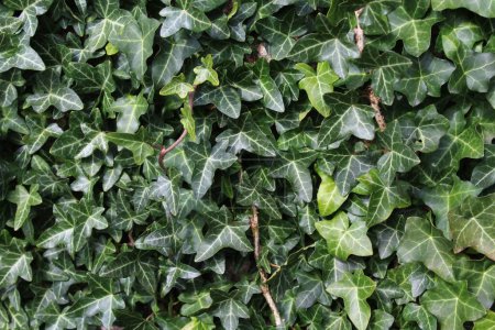 Photo for Green ivy leaves background - Royalty Free Image