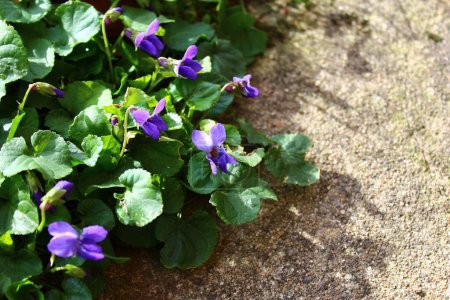Téléchargez les photos : Violettes dans le jardin. Beau fond floral - en image libre de droit