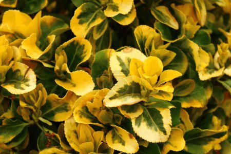 Foto de Plantas amarillas en el jardín - Imagen libre de derechos