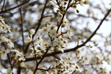 Foto de Flores blancas en la primavera - Imagen libre de derechos
