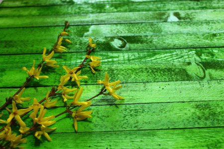 Téléchargez les photos : Forsythia sur des planches de bois vert - en image libre de droit