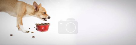 Téléchargez les photos : Chien grincheux mangeant dans un bol - en image libre de droit