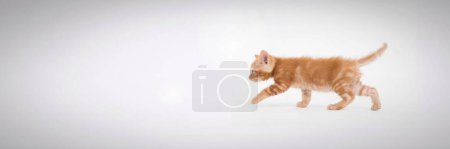 Téléchargez les photos : Chat rouge isolé sur blanc - en image libre de droit