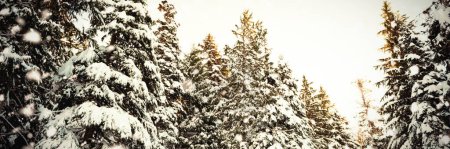 Photo for Christmas trees coated of snow - Royalty Free Image