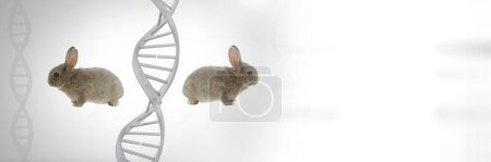 Téléchargez les photos : Cloner des lapins jumeaux avec ADN génétique - en image libre de droit