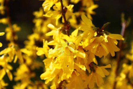 Téléchargez les photos : Floraison forsythia dans le jardin au printemps - en image libre de droit