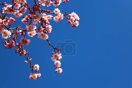 Foto de Flores de color rosa en la primavera delante del cielo azul - Imagen libre de derechos