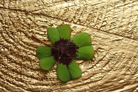 Photo for Lucky clover on a golden wooden board - Royalty Free Image