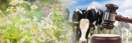 Téléchargez les photos : Gavel et vaches aux enchères d'animaux d'élevage - en image libre de droit