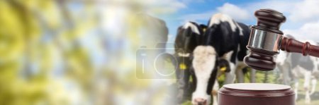 Téléchargez les photos : Gavel et vaches aux enchères d'animaux d'élevage avec transition - en image libre de droit