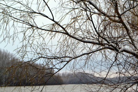 Téléchargez les photos : Saules congelés sur les rives de Borcea - en image libre de droit
