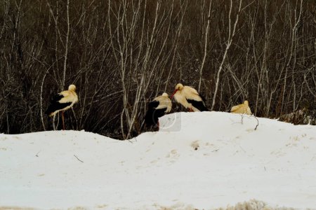 Téléchargez les photos : Colonie de cigognes blanches dans la prairie de Borcea - en image libre de droit