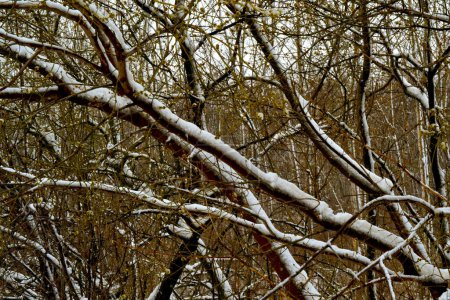 Téléchargez les photos : Neige froide sur les branches des arbres - en image libre de droit