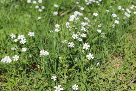 Téléchargez les photos : Beau champ avec des fleurs blanches - en image libre de droit