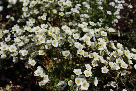Foto de Hermoso campo con flores blancas - Imagen libre de derechos