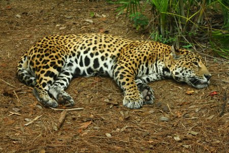 Photo for Leopard at wild nature, daytime view - Royalty Free Image