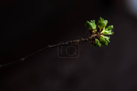 Téléchargez les photos : Branche de printemps sur fond sombre - en image libre de droit