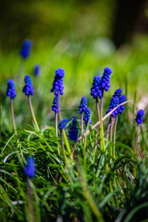 Téléchargez les photos : Jacinthe fleurs poussant à l'extérieur dans la prairie - en image libre de droit