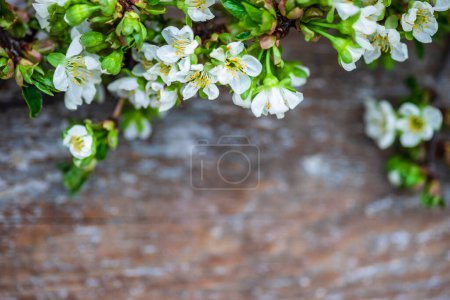 Photo for Elegant floral background. Beautiful blossom - Royalty Free Image