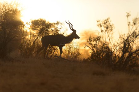 Foto de Plano escénico del hermoso antílope Kudu - Imagen libre de derechos