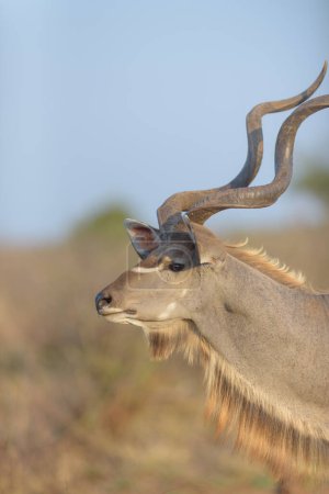 Photo for Scenic shot of beautiful Kudu antelope - Royalty Free Image