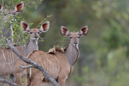 Téléchargez les photos : Plan panoramique de la belle antilope du Kudu - en image libre de droit