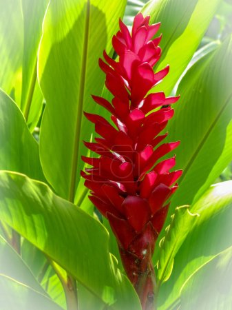 Photo for Red Ginger close-up view - Royalty Free Image