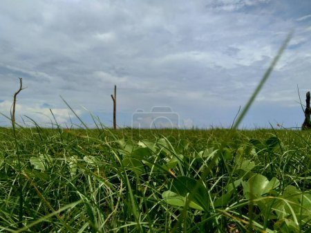 Téléchargez les photos : "Champ d'herbe verte avec fond bleu ciel
" - en image libre de droit