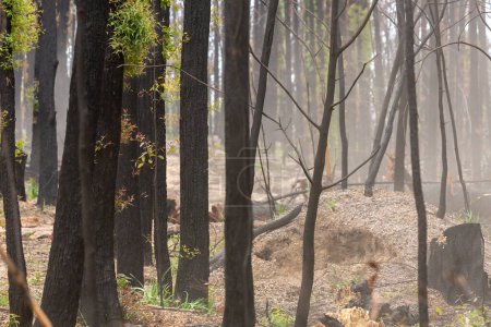 Téléchargez les photos : "La régénération des buissons après les feux de brousse" - en image libre de droit
