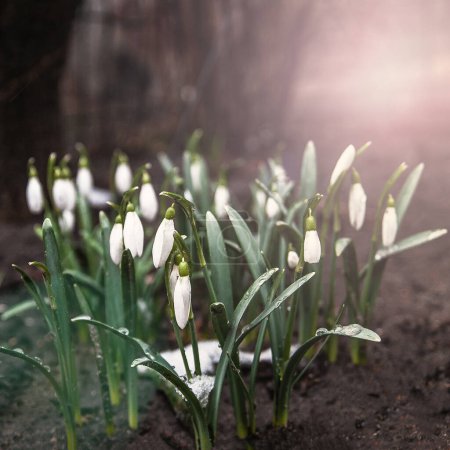 Photo for "Spring flowers white snowdrops in the forest in the sunlight, rays. Selective focus, blur. Concept, the beginning of spring. Copy space." - Royalty Free Image