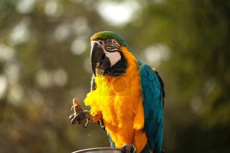 Téléchargez les photos : "L'aras bleu et jaune, Aras bleu et or mangeant de la noix dans le zoo, Il est un membre du grand groupe de perroquets néotropicaux
" - en image libre de droit
