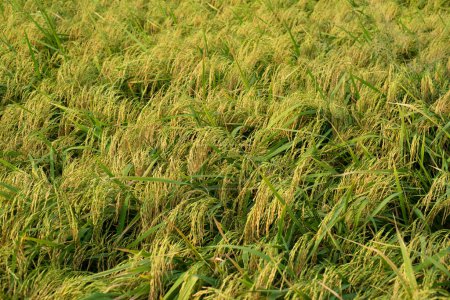 Téléchargez les photos : "Plantes de riz vert dans le champ" - en image libre de droit