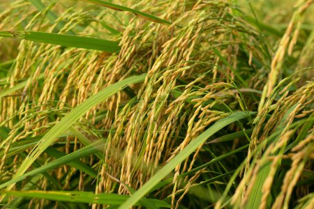 Téléchargez les photos : "Plantes de riz vert dans le champ" - en image libre de droit