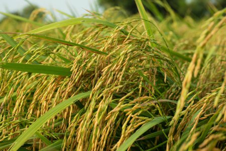 Foto de "Plantas de arroz verde en el campo" - Imagen libre de derechos