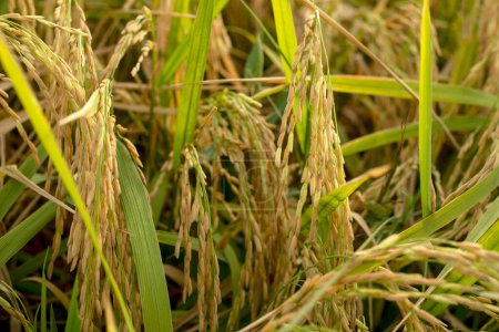 Foto de "Plantas de arroz verde en el campo" - Imagen libre de derechos