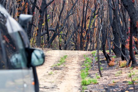 Téléchargez les photos : "Driving through burnt bush land after summer fires" - en image libre de droit
