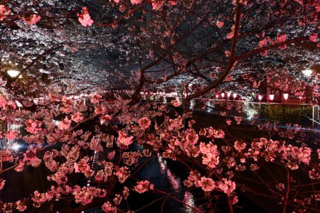 Téléchargez les photos : "Sakura fleurs de fleurs de cerisier, lampe japonaise traditionnelle à proximité
" - en image libre de droit