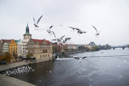 Téléchargez les photos : "Mouettes en vol dans le contexte des sites touristiques de la vieille ville, Pont Charles et vue sur la rivière Vltava, Château de Prague, Prague, République tchèque." - en image libre de droit