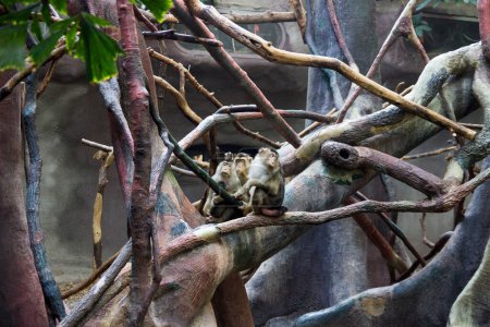 Photo for "Group of monkey in zoo sitting on a tree and playing." - Royalty Free Image