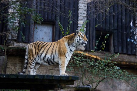 Téléchargez les photos : "Le tigre est au bord de la plate-forme et triste pour la liberté." - en image libre de droit