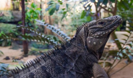 Foto de "Huge close up adult iguana resting in the zoo's terrarium. Wild nature." - Imagen libre de derechos