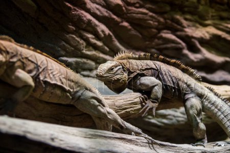 Foto de "Two huge adult iguana resting in the zoo's terrarium. Wild nature." - Imagen libre de derechos