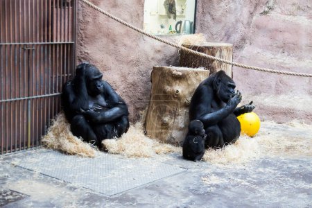 Téléchargez les photos : "Une grande famille de gorilles noires avec des bébés assis et relaxant dans le zoo." - en image libre de droit