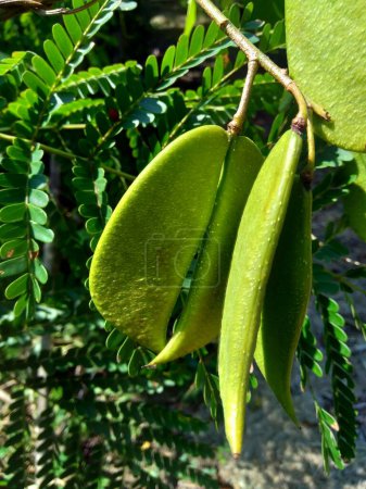 Foto de "Sappan de Biancaea (Caesalpinia sappan L., sappanwood, secang, sepang, Redwood indio) con fondo natural. Esta planta en Indonesia se utiliza como bebida y medicina herbal
." - Imagen libre de derechos